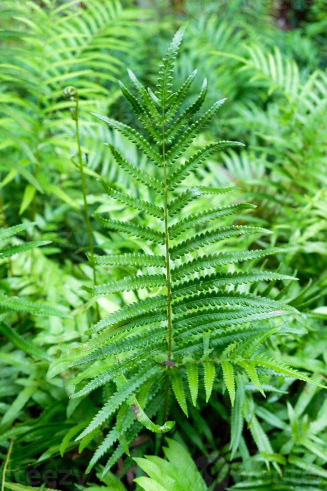 Close-up Fern foliage plant ornamental on bush photo