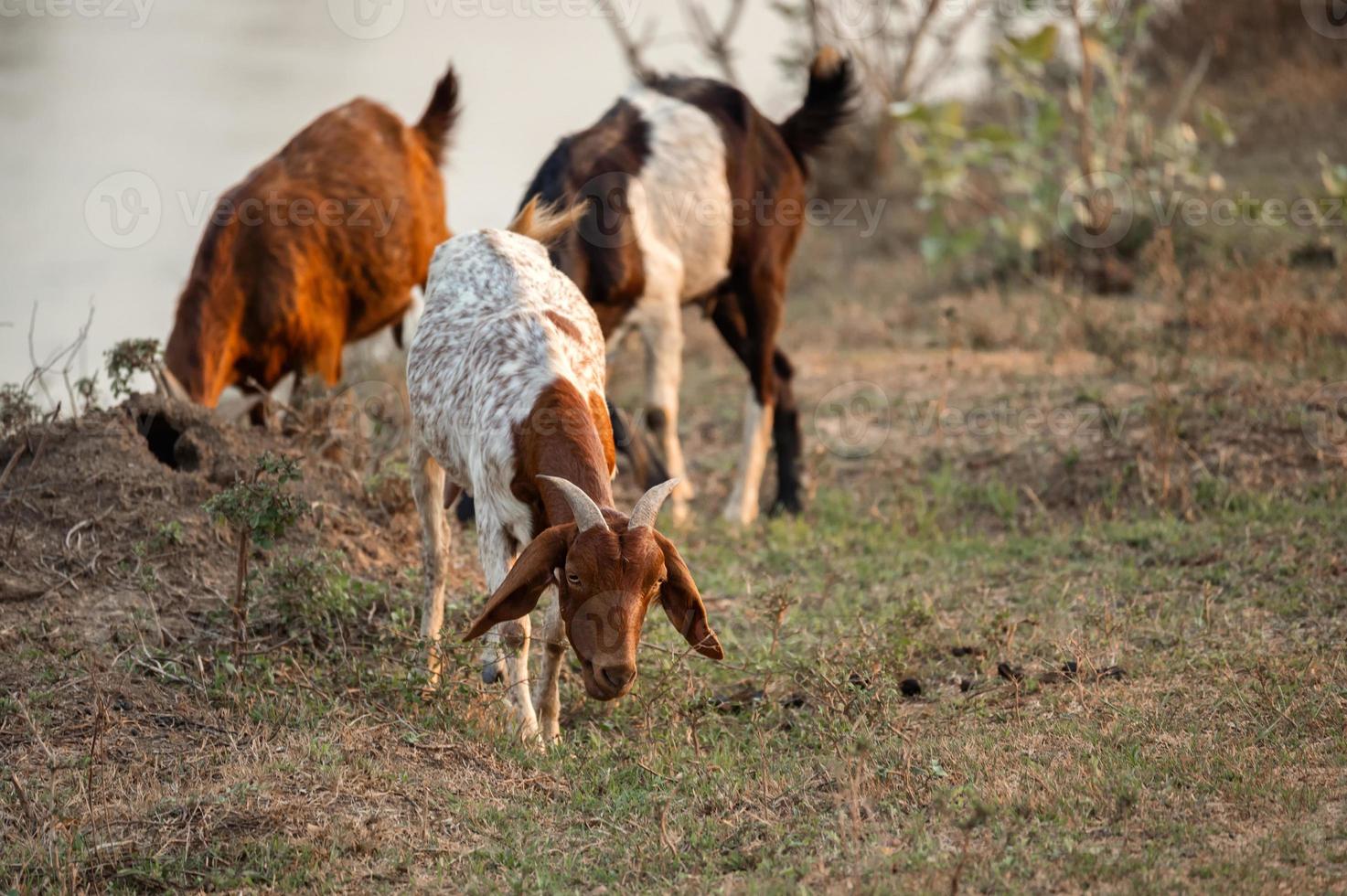 rebaño de cabras con cuernos pastando hierba en pastos en el campo foto