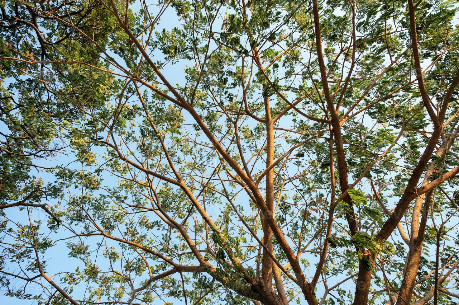 Branch of Rain Tree green leaves with sunshine and blue sky photo