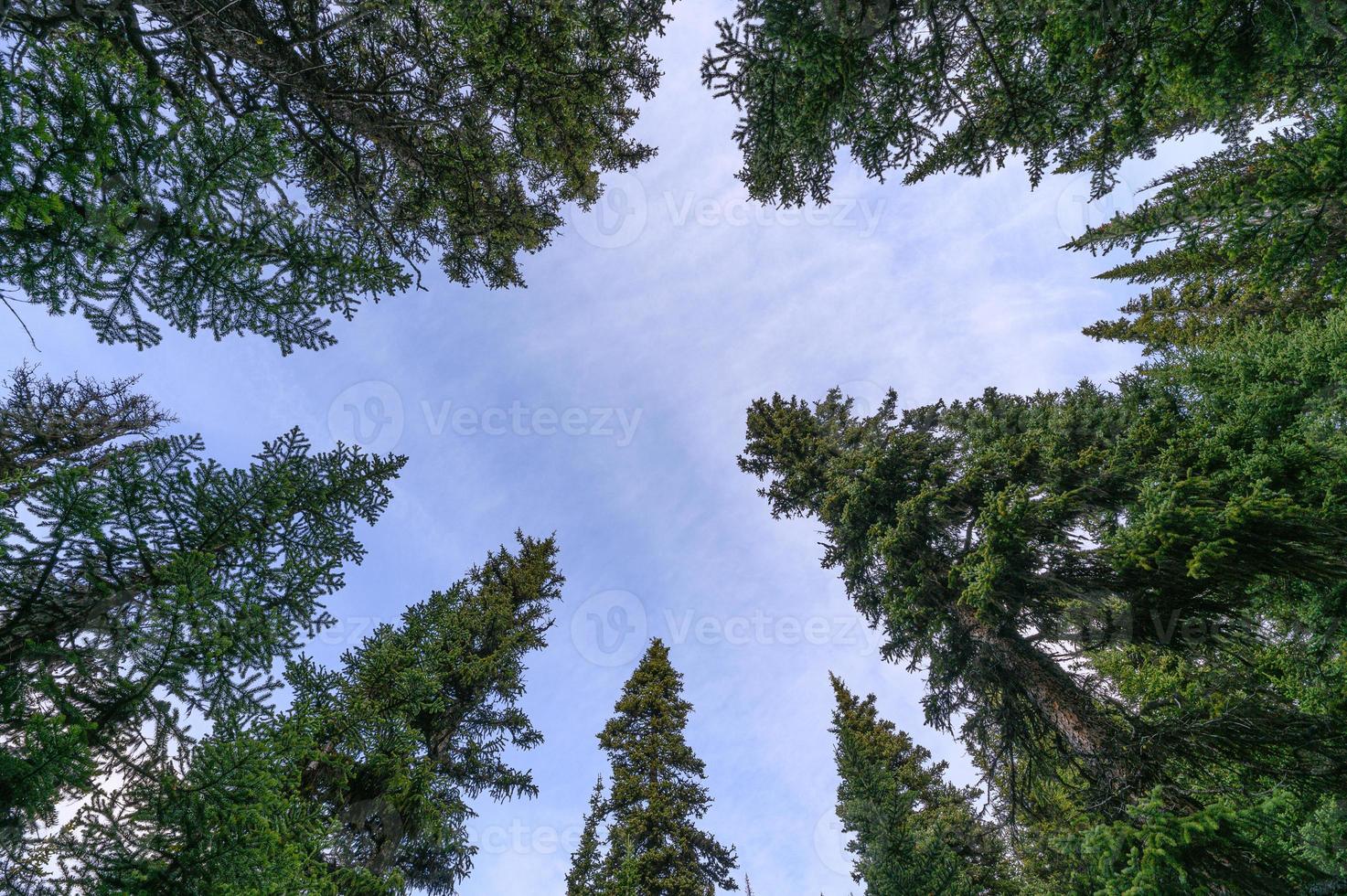 Green pine trees with blue sky in national park photo