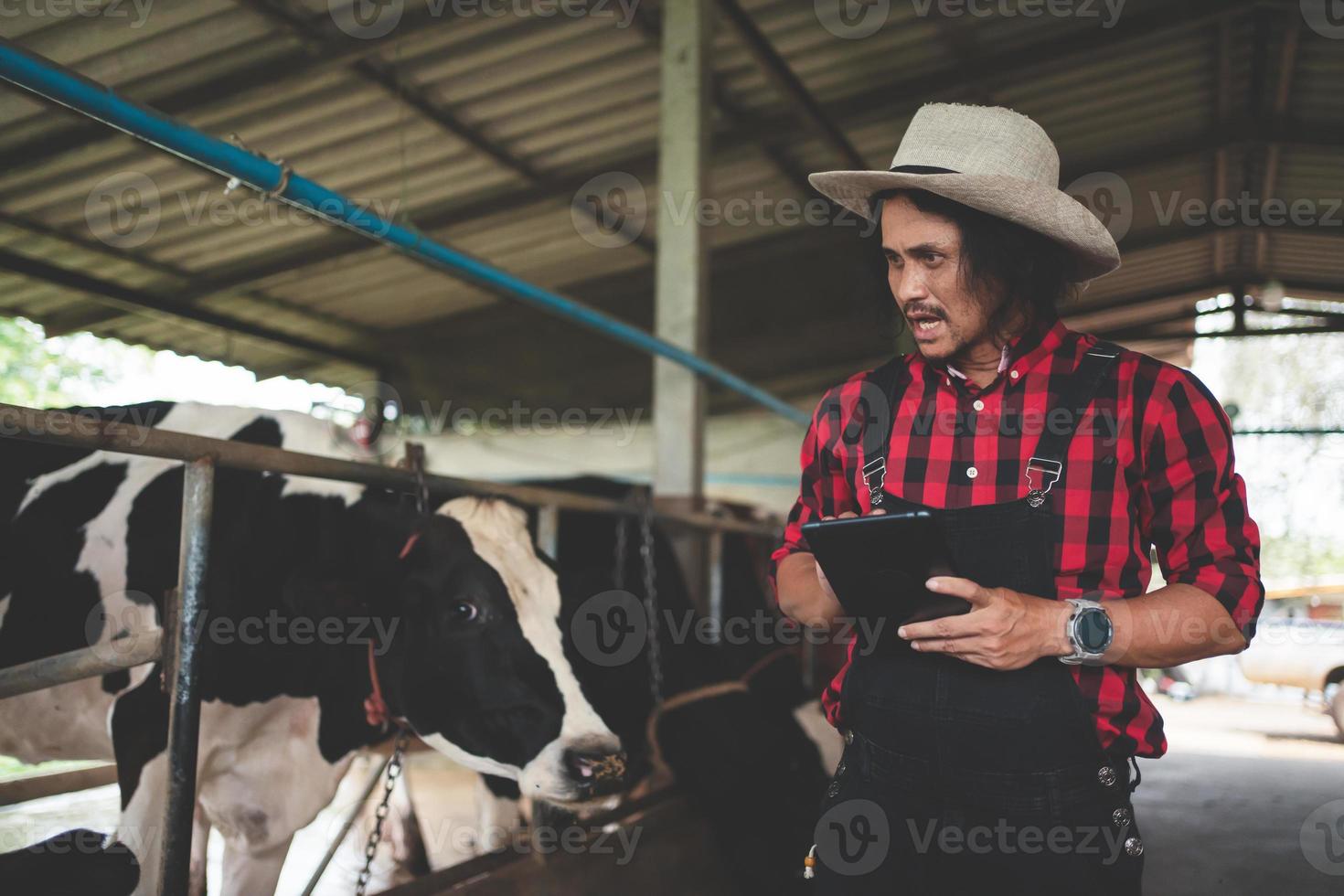 male farmer using tablet for checking on his livestock and quality of milk in the dairy farm .Agriculture industry, farming and animal husbandry concept ,Cow on dairy farm eating hay,Cowshed. photo
