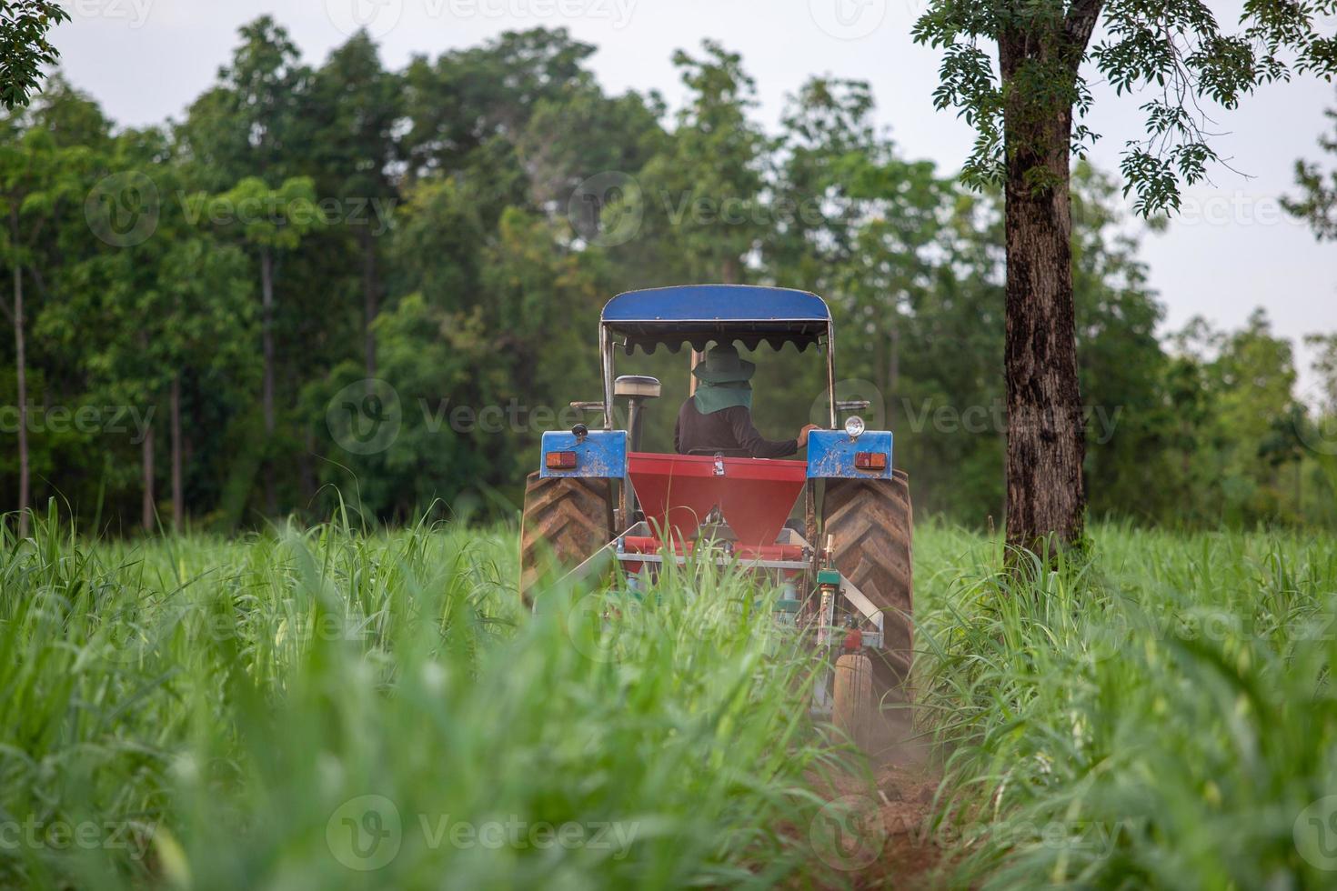 Fertilizing sugarcane with a tractor photo