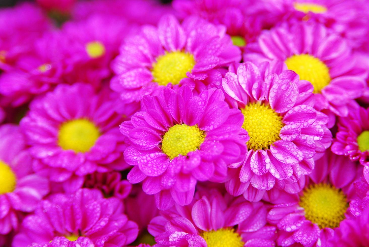 primer plano flor de margarita púrpura rosada y polen amarillo en el jardín y una gota de agua en los pétalos que se ven frescos. foto