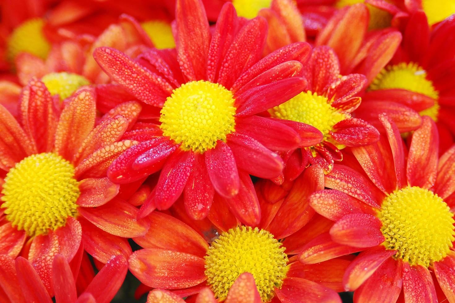 flor de margarita roja de primer plano en el jardín y una gota de agua en los pétalos que se ven frescos. foto