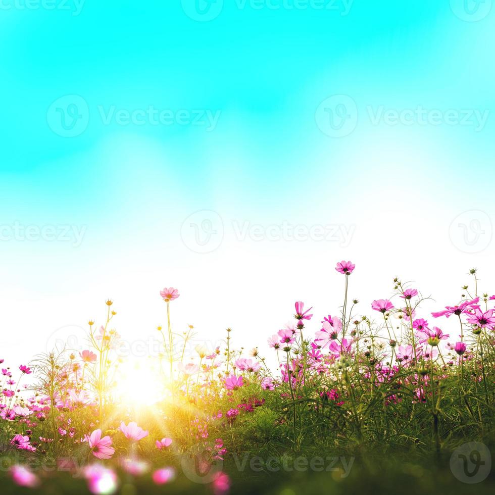Beautiful cosmos flowers in garden background. photo
