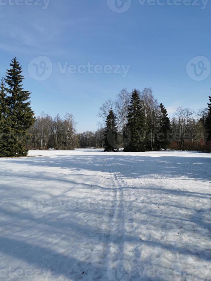 primavera en el parque pavlovsky nieve blanca y árboles fríos foto