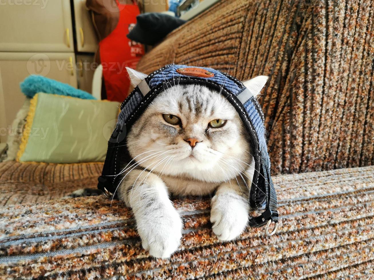 Scottish cat in panama sitting on the couch photo