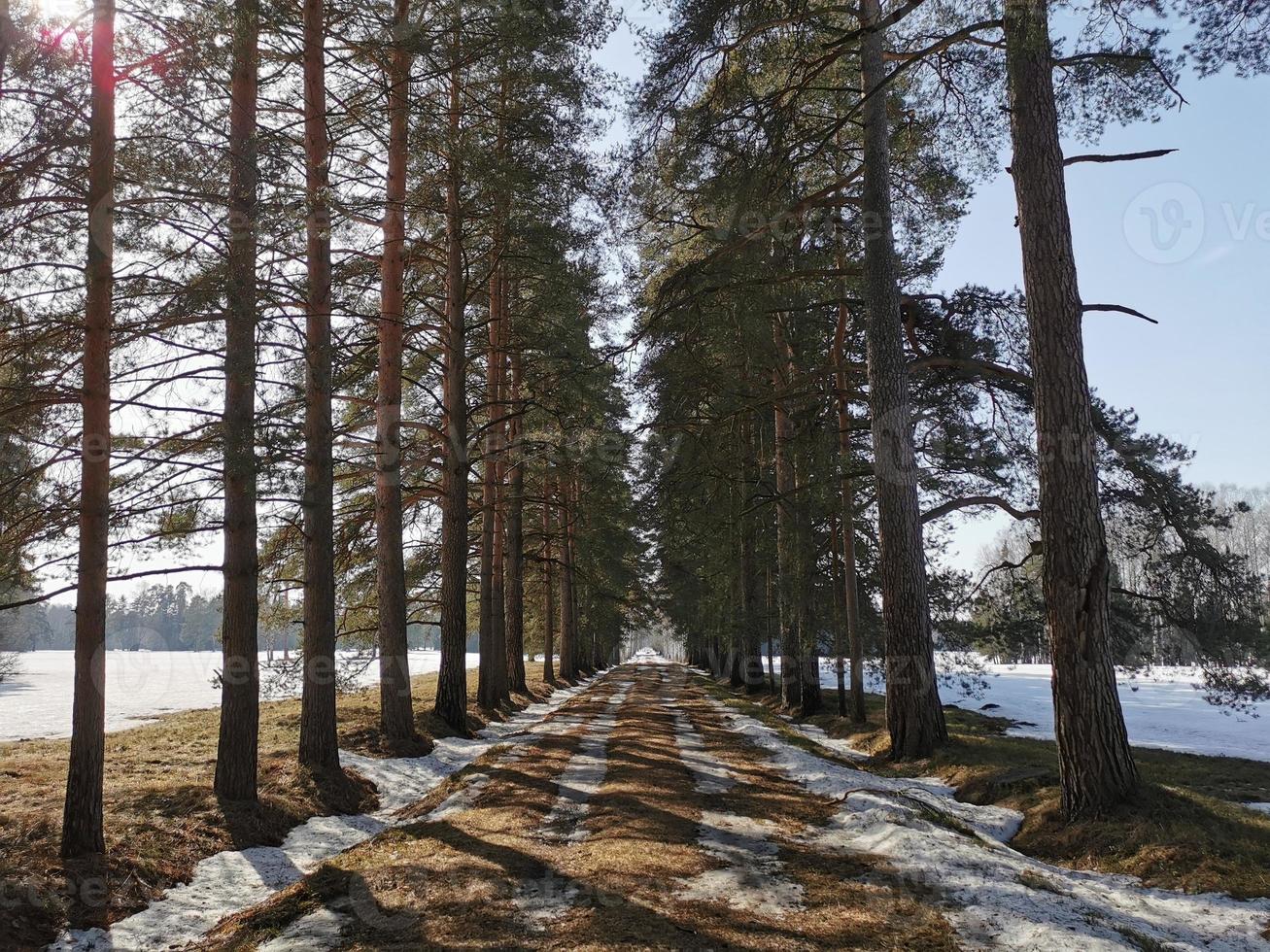 primavera en el parque pavlovsky nieve blanca y árboles fríos foto