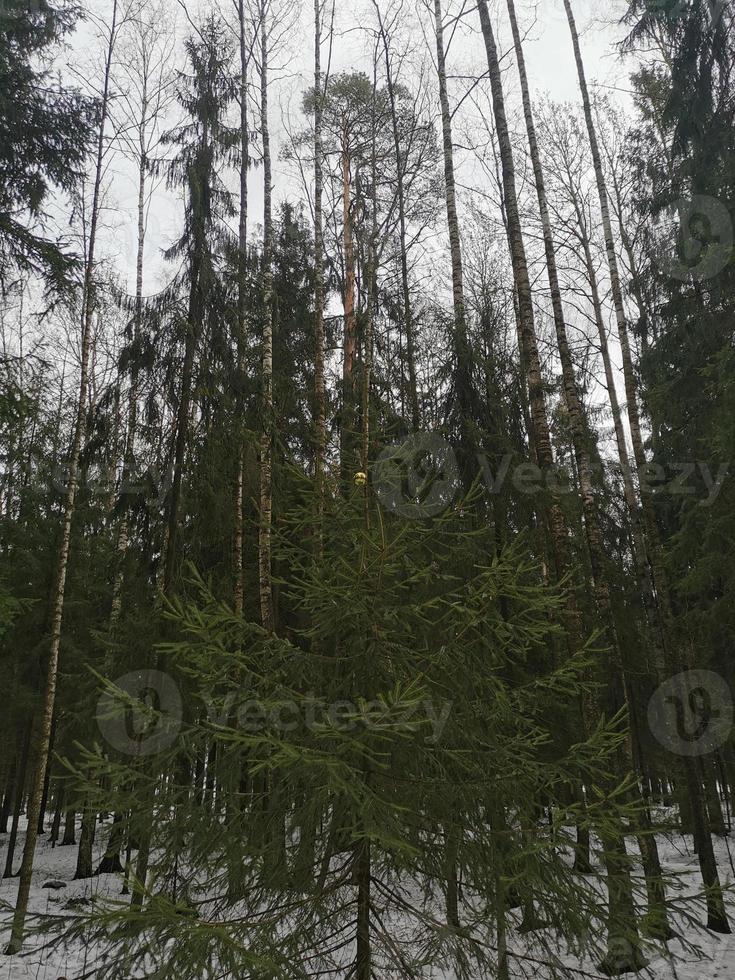 Spring in Pavlovsky Park white snow and cold trees photo