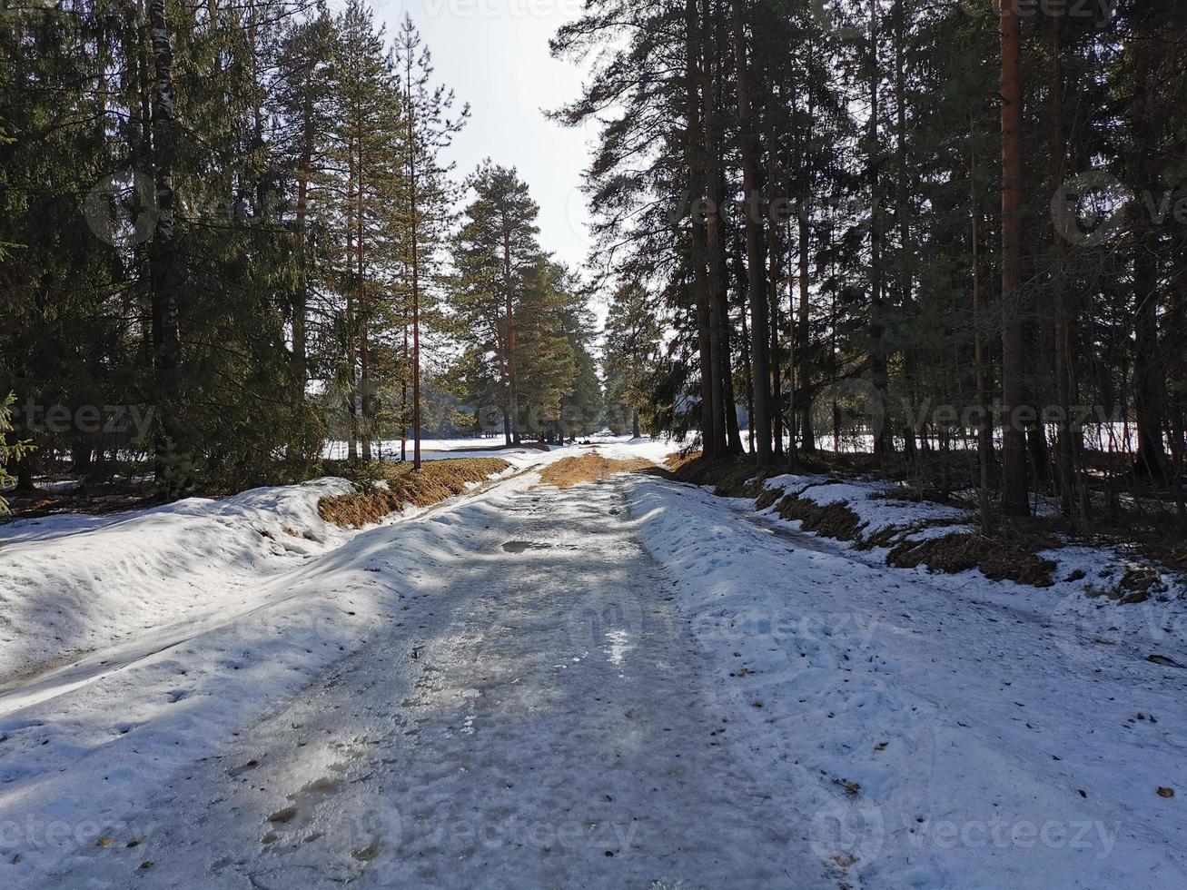 primavera en el parque pavlovsky nieve blanca y árboles fríos foto