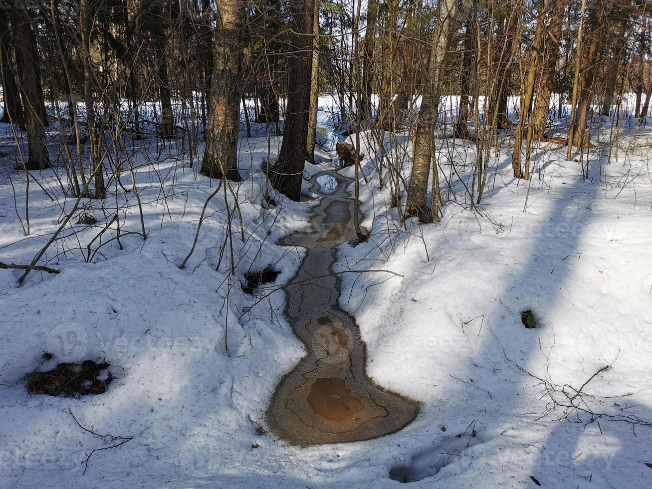 primavera en el parque pavlovsky nieve blanca y árboles fríos foto