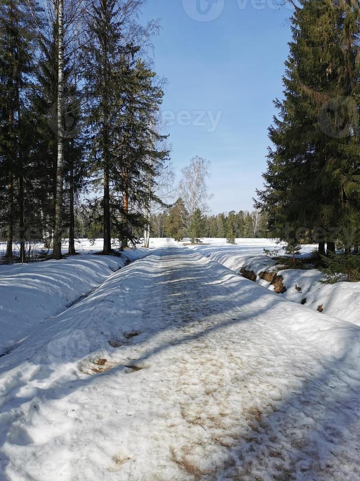 primavera en el parque pavlovsky nieve blanca y árboles fríos foto