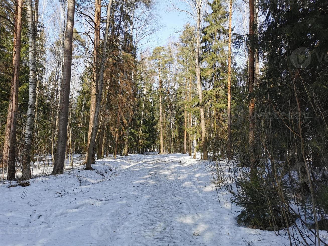 primavera en el parque pavlovsky nieve blanca y árboles fríos foto