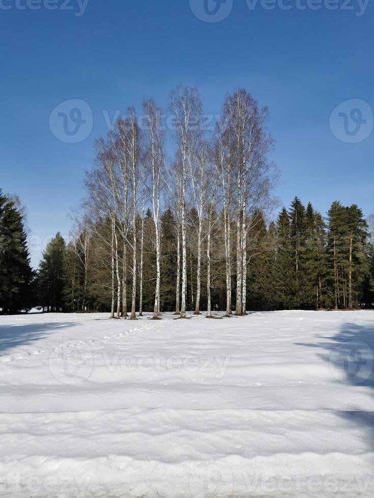 primavera en el parque pavlovsky nieve blanca y árboles fríos foto