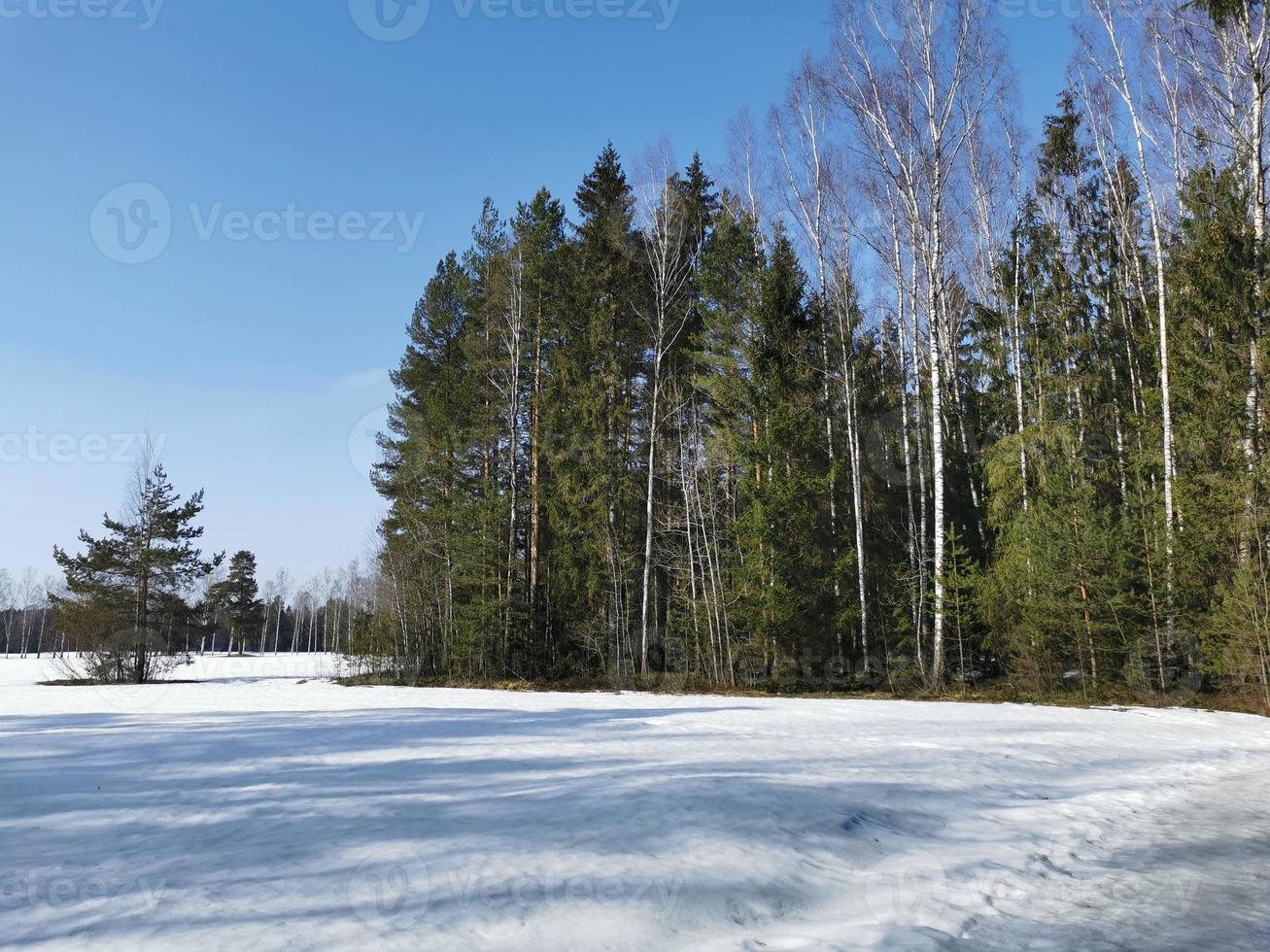 primavera en el parque pavlovsky nieve blanca y árboles fríos foto