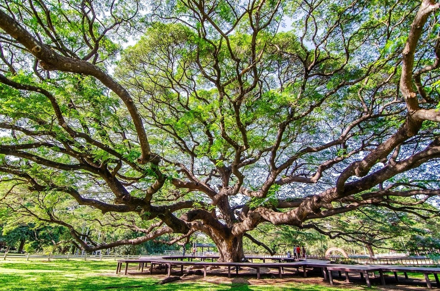 Scenery of giant rain tree Chamchuri tree or monkey pod tree with green leaves at kanchanaburi. Tourist attraction for relax and take photo is big tree.