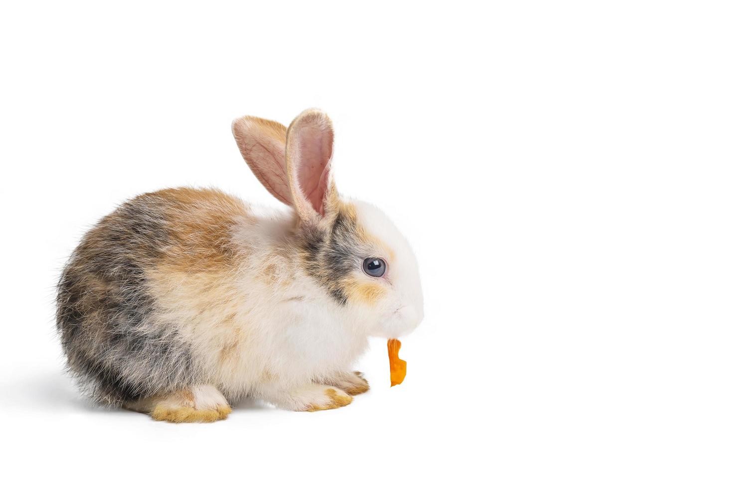pequeño conejo marrón y blanco comiendo zanahoria sobre fondo blanco aislado con camino de recorte. Son pequeños mamíferos de la familia de los lepóridos del orden lagomorpha. foto