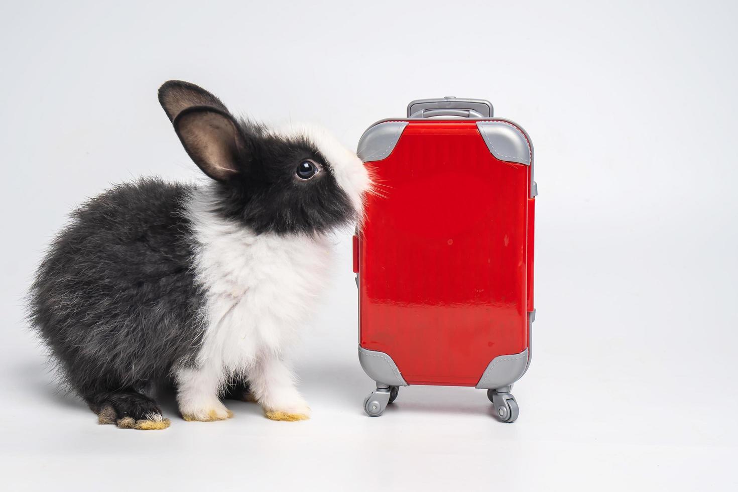 un pequeño y adorable conejito blanco negro o viajero de conejo con equipaje rojo con avión, que se va de vacaciones. concepto de viaje sobre fondo blanco. foto
