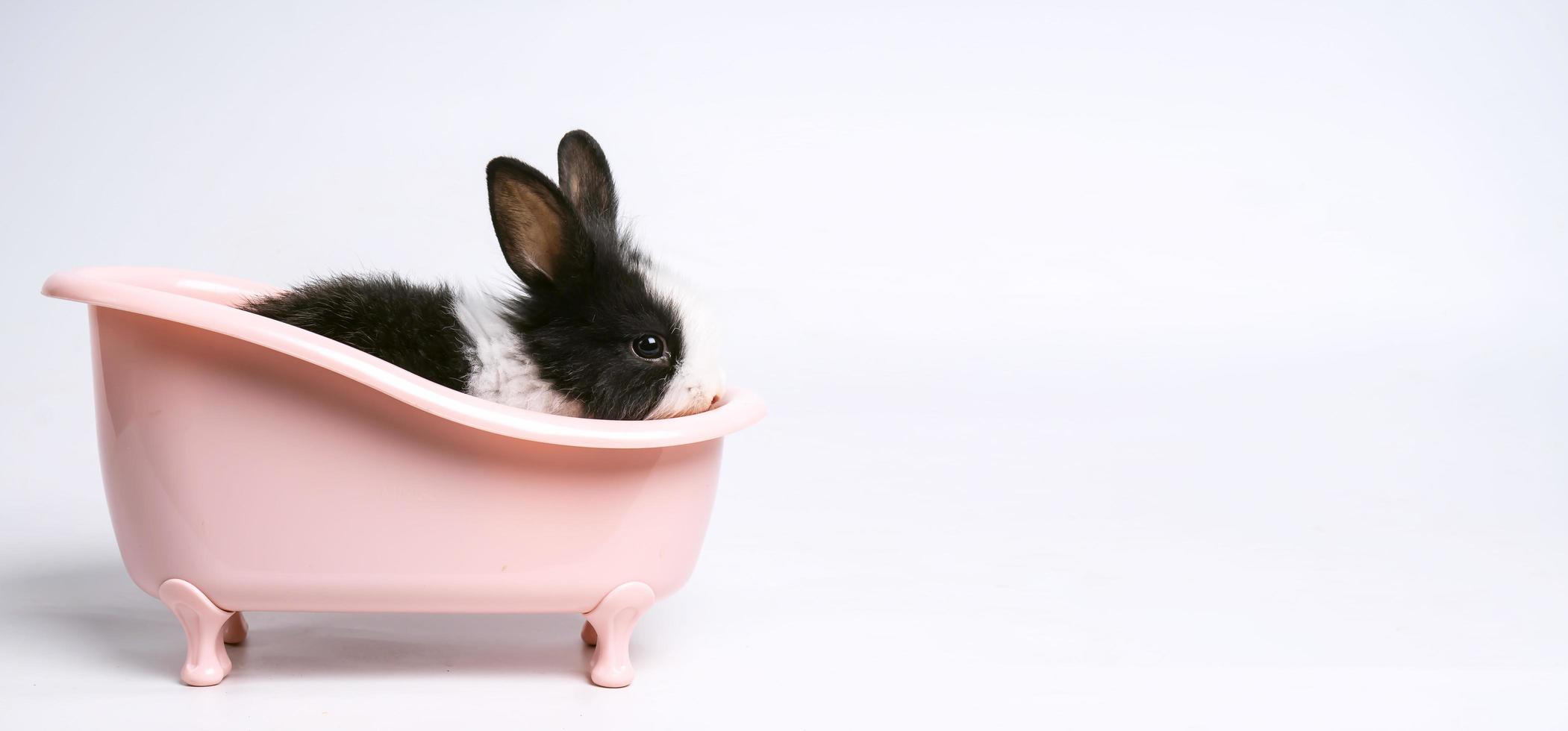 Baby white and black spotted rabbit or bunny animal small bunnies easter is sitting in a pink bathtub and funny happy animal have white isolated background photo