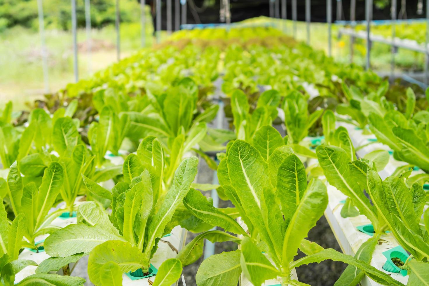 Hydroponic lettuces in hydroponic pipe. Hydroponics method of growing plants using mineral nutrient solutions, in water, without soil, Hydroponic vegetable farm. photo