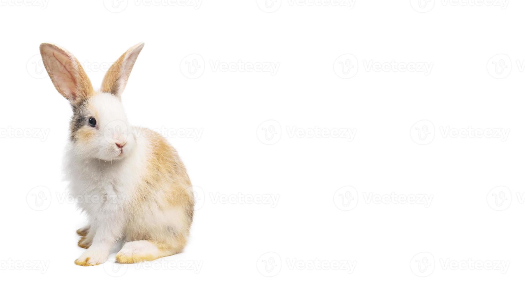 Brown and white rabbit animal small bunny easter is sitting and funny happy animal have white isolated background with clipping path photo
