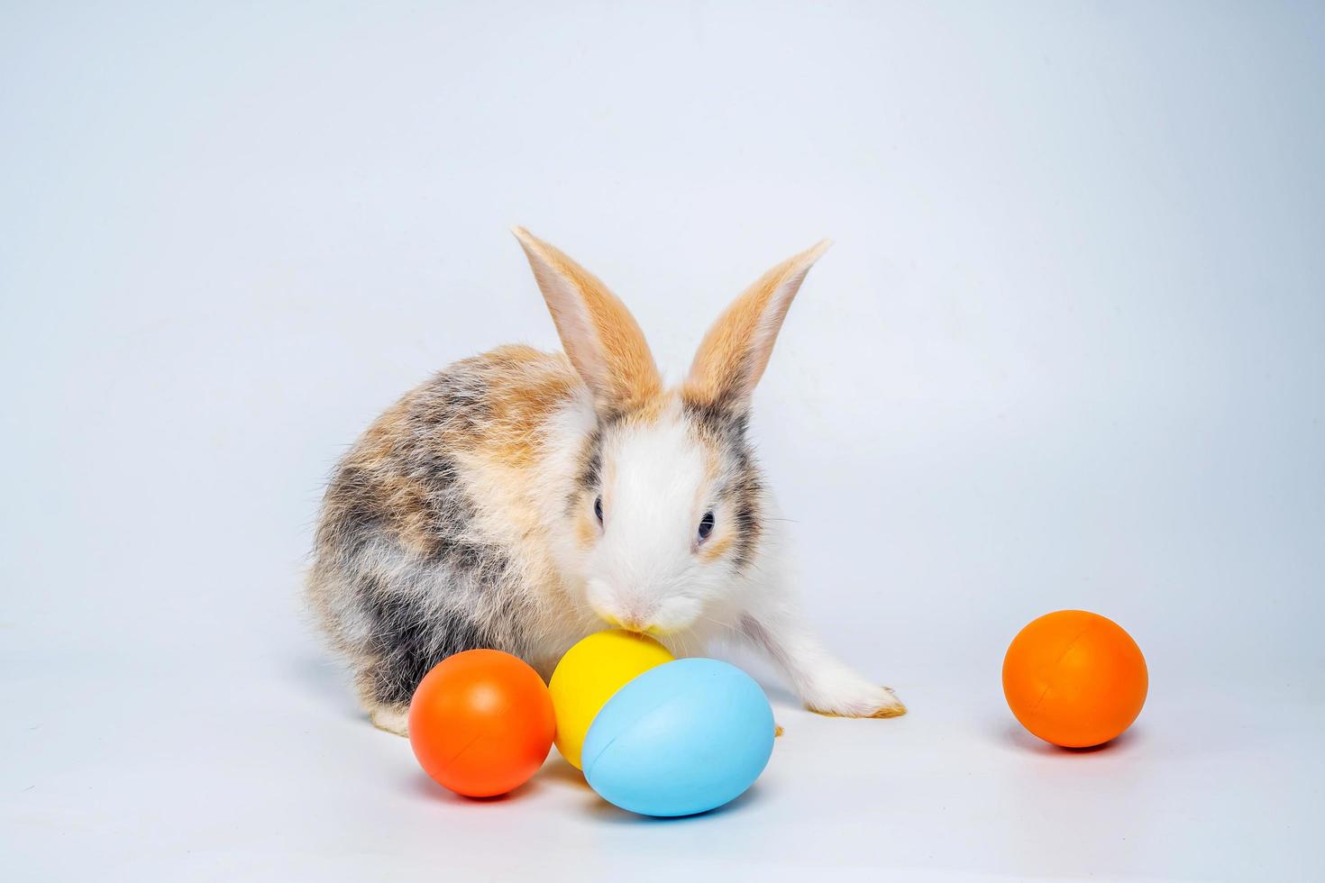 Baby light brown and white spotted bunny or rabbit and colorful Esther's eggs isolated on white background, Rabbit standing and action. photo