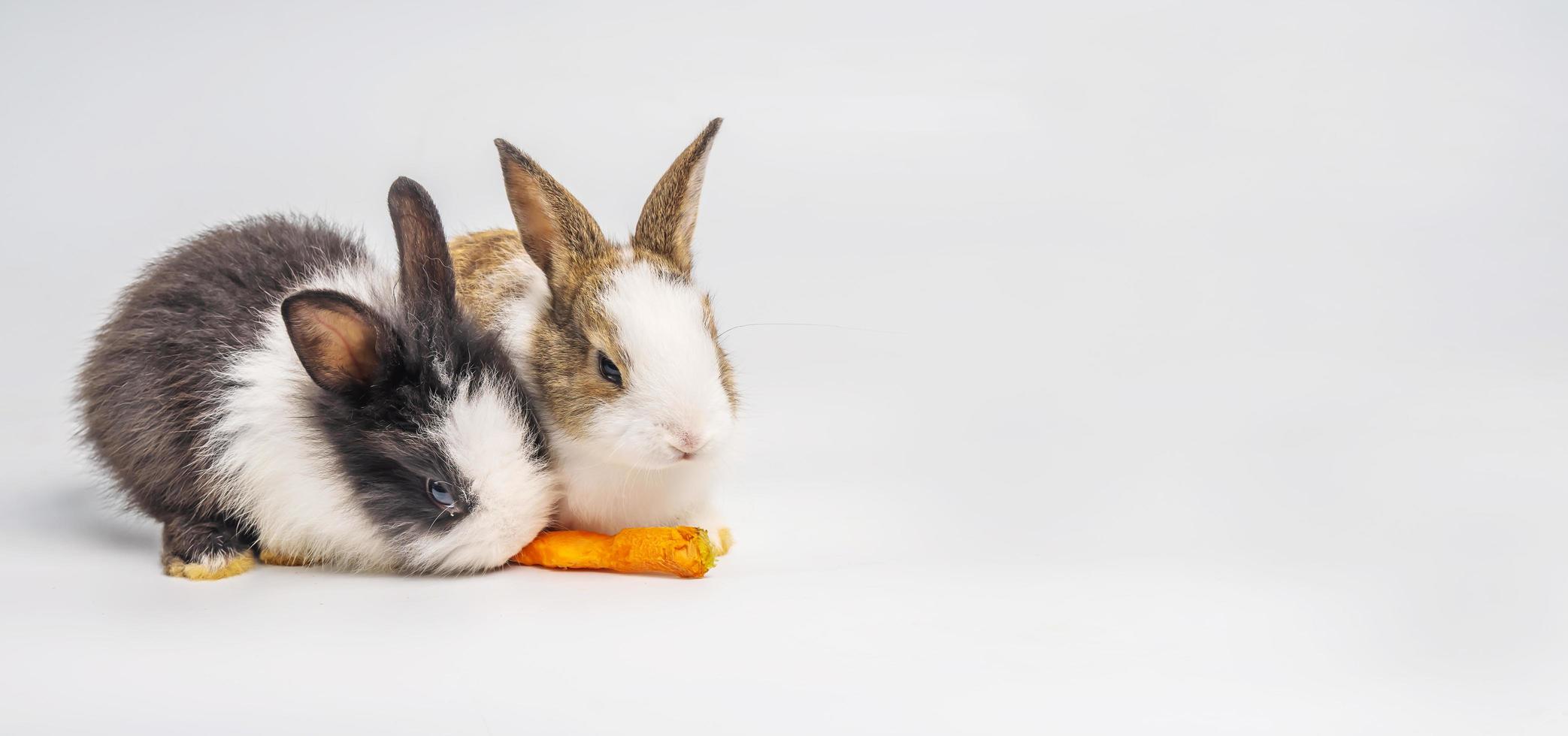 adorables dos conejitos o conejos comiendo zanahoria en un fondo blanco aislado con un sendero recortado. son pequeños mamíferos de la familia leporidae del orden lagomorpha foto