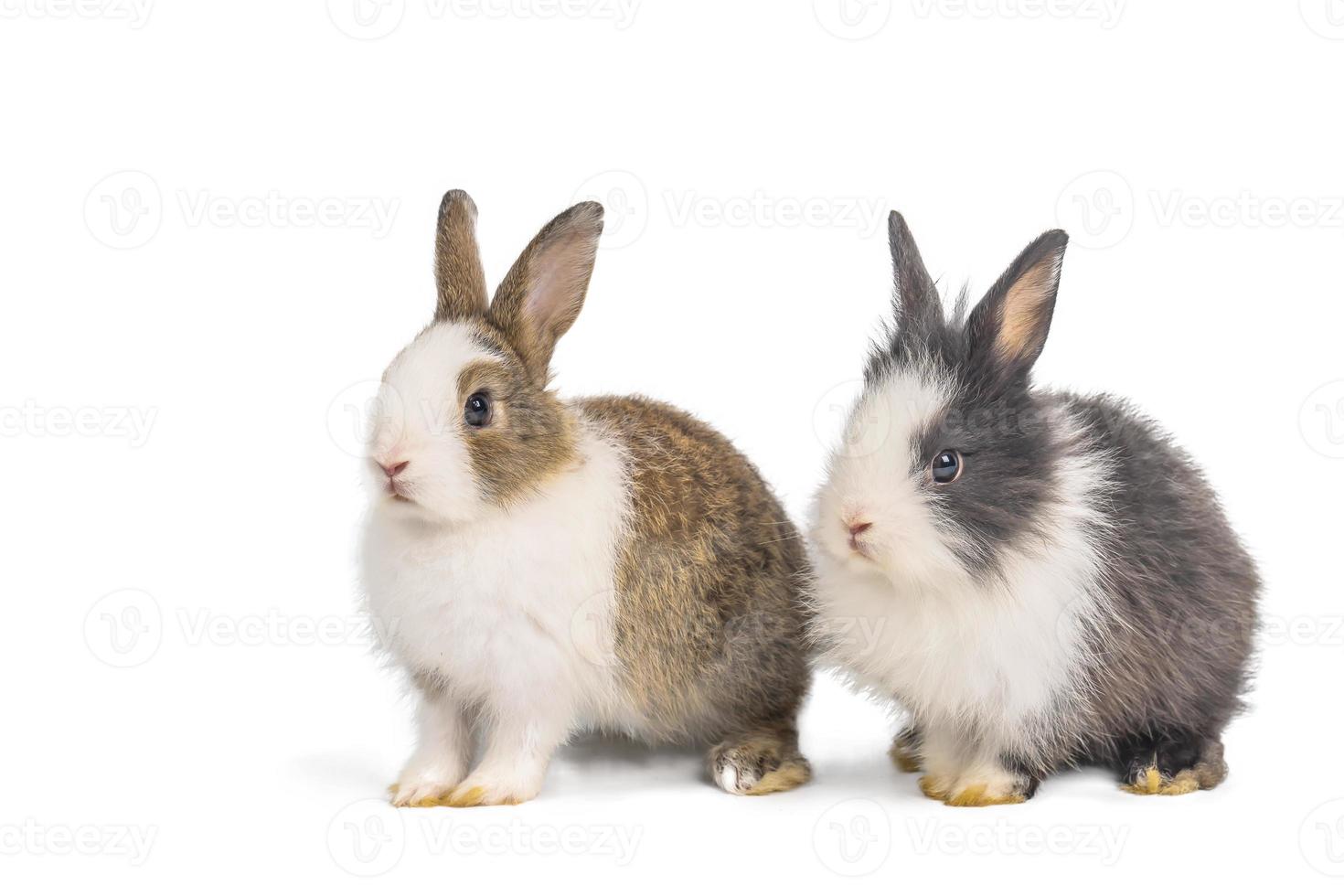 Brown and black two rabbits animal small bunnies easter is sitting and funny happy animal have white isolated background with clipping path photo