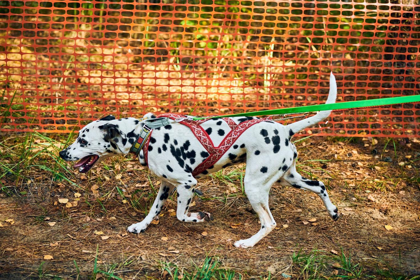 Dryland sled dog mushing race, fast Dalmatian sled dog pulling transport with dog musher photo