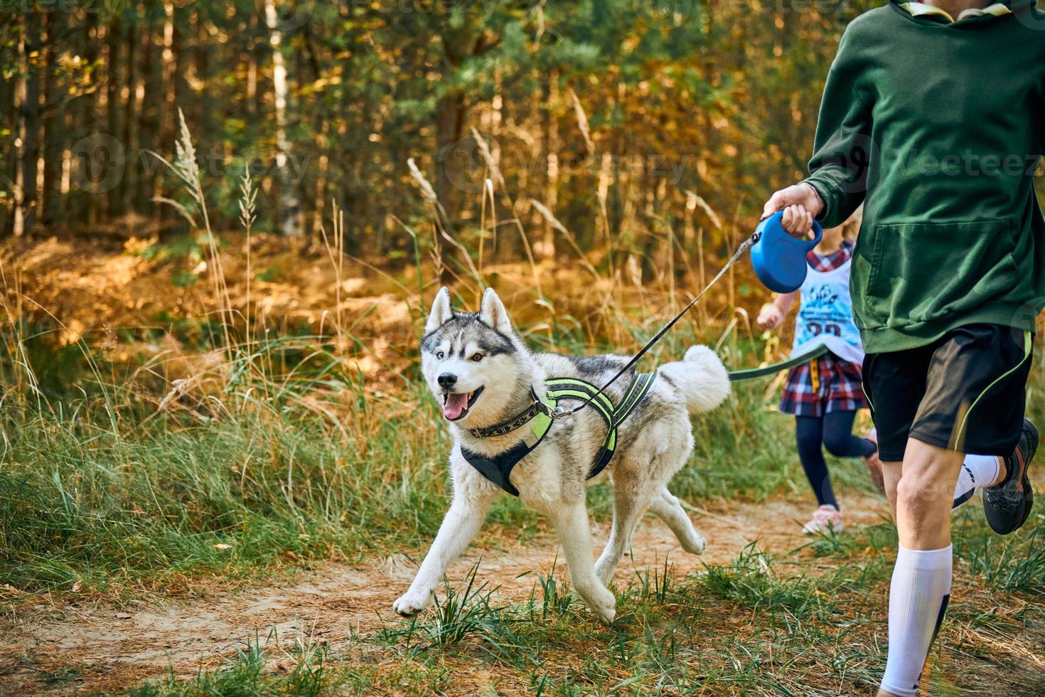 Canicross exercises, Siberian Husky dog running with children taking part in canicross race outdoor photo