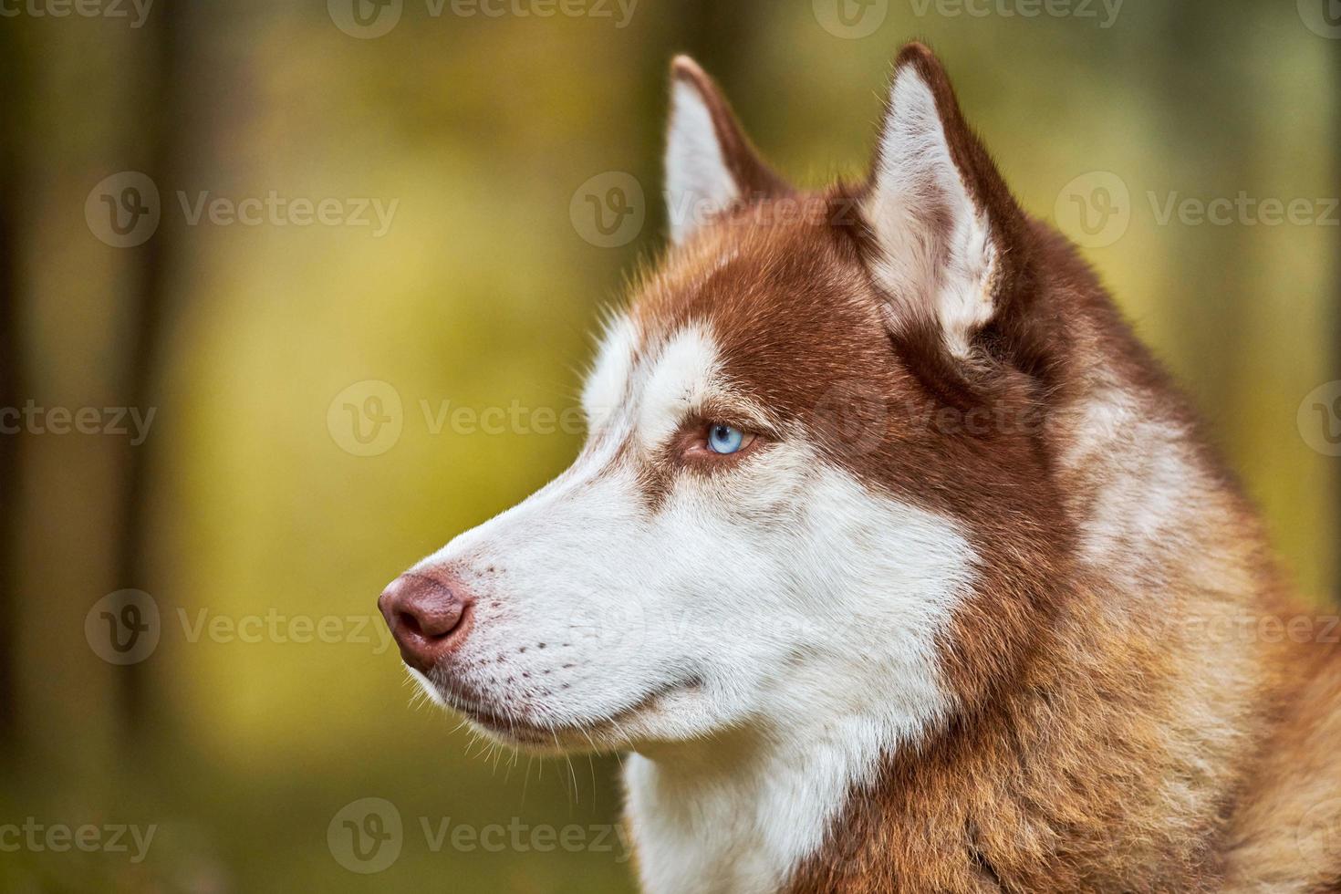 Siberian Husky dog portrait close up, Siberian Husky face side view, Husky dog muzzle sled dog breed photo