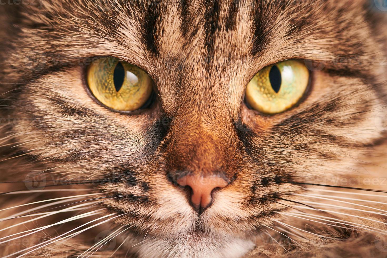 Portrait of tabby cat with green-yellow big eyes, pink nose, Highland Scottish Fold cat face macro photo