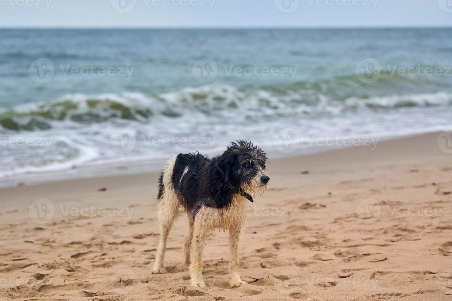 Wet lost dog walking on sandy beach and looking for a owner, Baltic Sea background photo