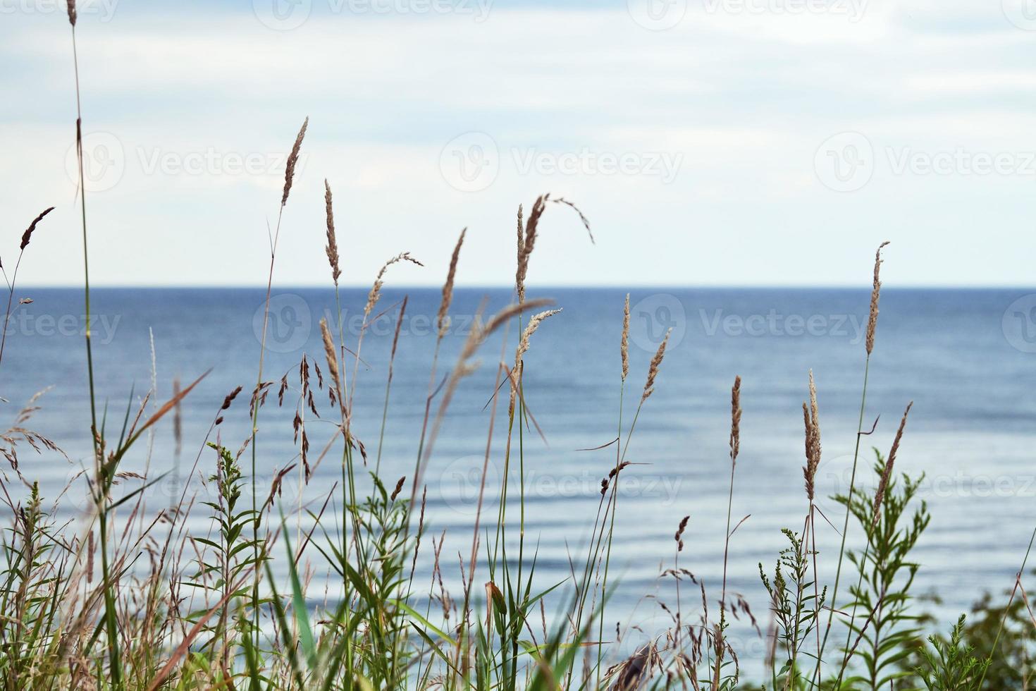 Green grass, reeds, stalks blowing in wind, horizontal, blurred sea background, autumn dry grass photo