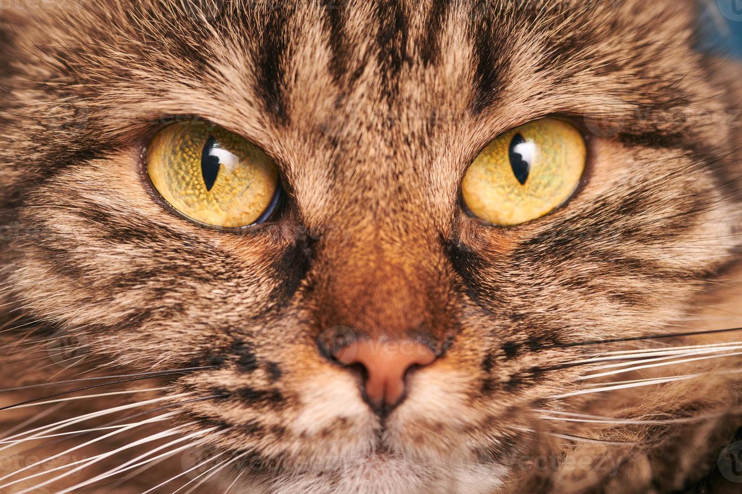 Portrait of tabby cat with green-yellow big eyes, pink nose, Highland Scottish Fold cat face macro photo