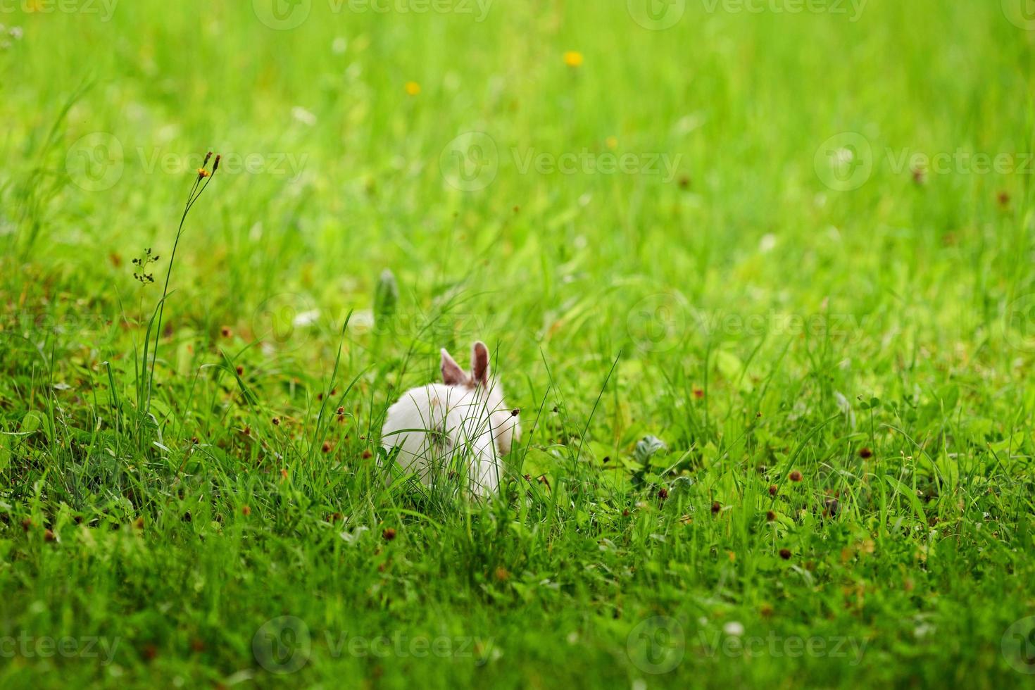 Little white fluffy rabbit jumping on vivid green lawn, blurred