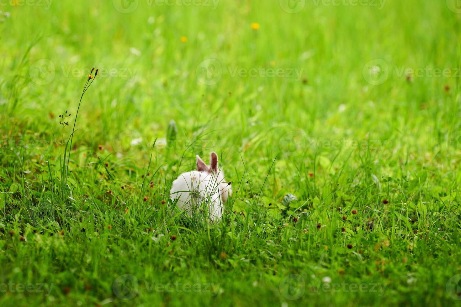 Little white fluffy rabbit jumping on vivid green lawn, blurred unfocused background photo