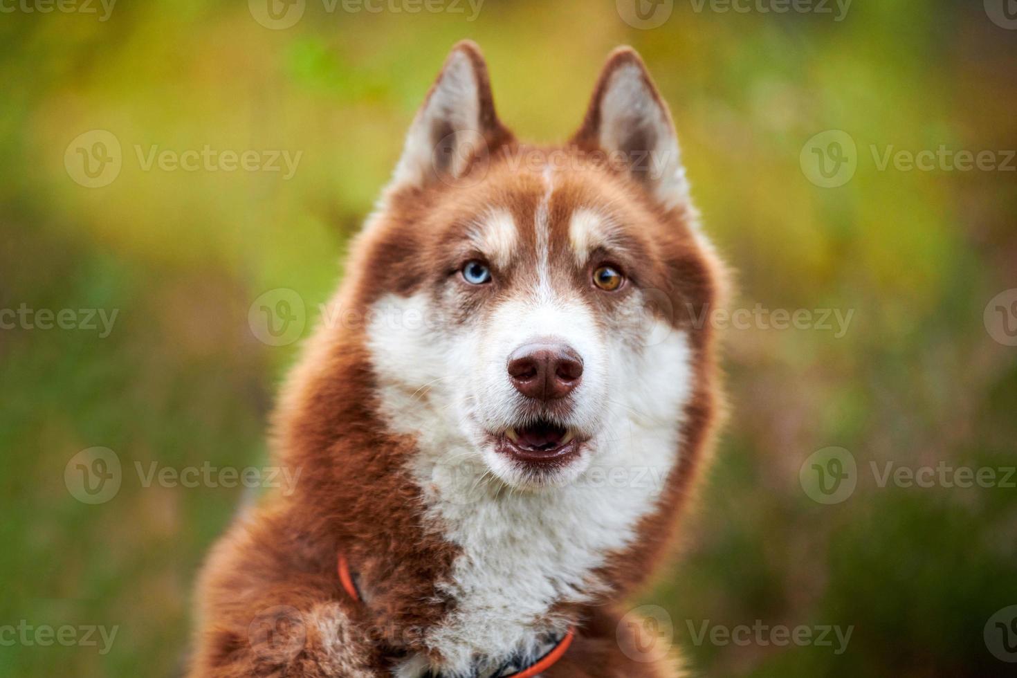 divertido perro husky siberiano sorprendido, bozal de perro husky siberiano, fondo verde borroso foto