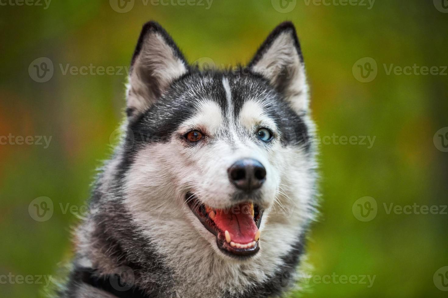 Purebred Siberian Husky dog with open mouth sticking out tongue, friendly Siberian Husky portrait photo