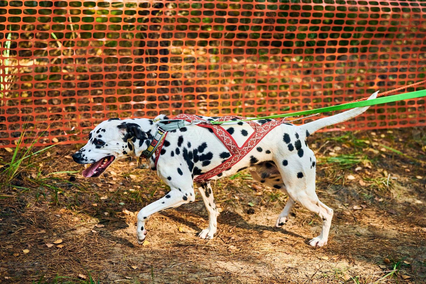 Dryland sled dog mushing race, fast Dalmatian sled dog pulling transport with dog musher photo