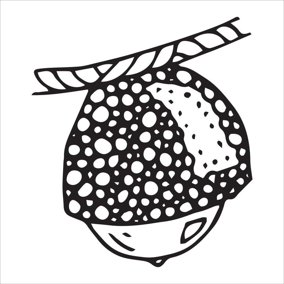Vector hand drawn acorn illustration. Autumn botany sketch.