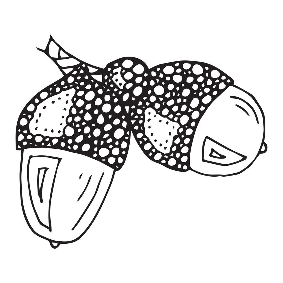 Vector hand drawn acorn illustration. Autumn botany sketch.