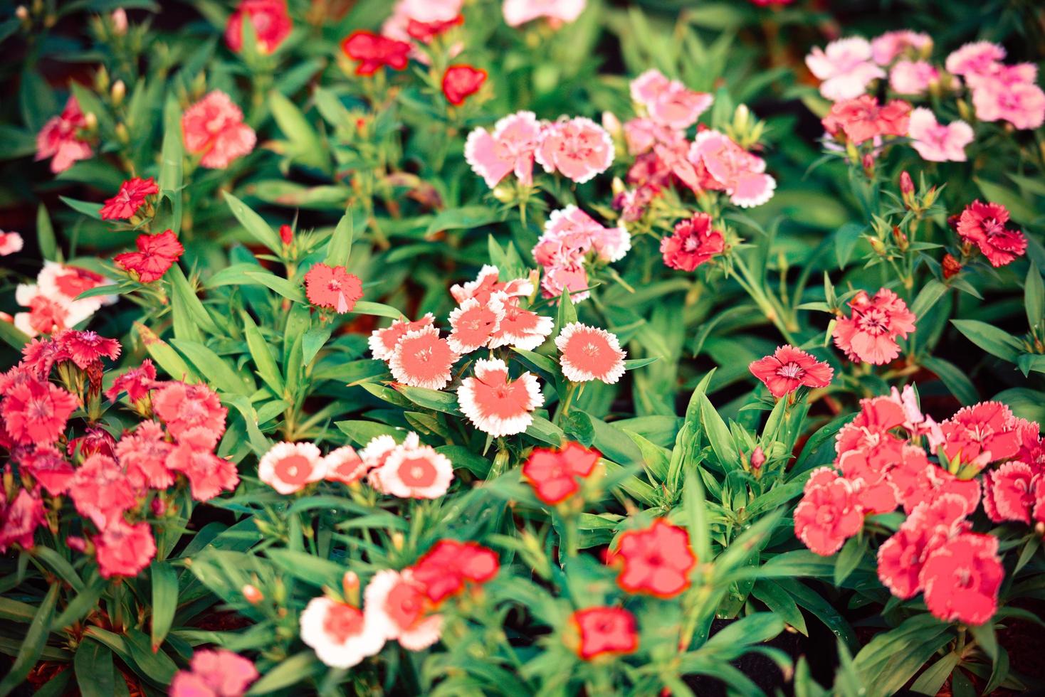 Flower pattern nature with green leaf - white and red colorful dianthus chinensis flower background photo