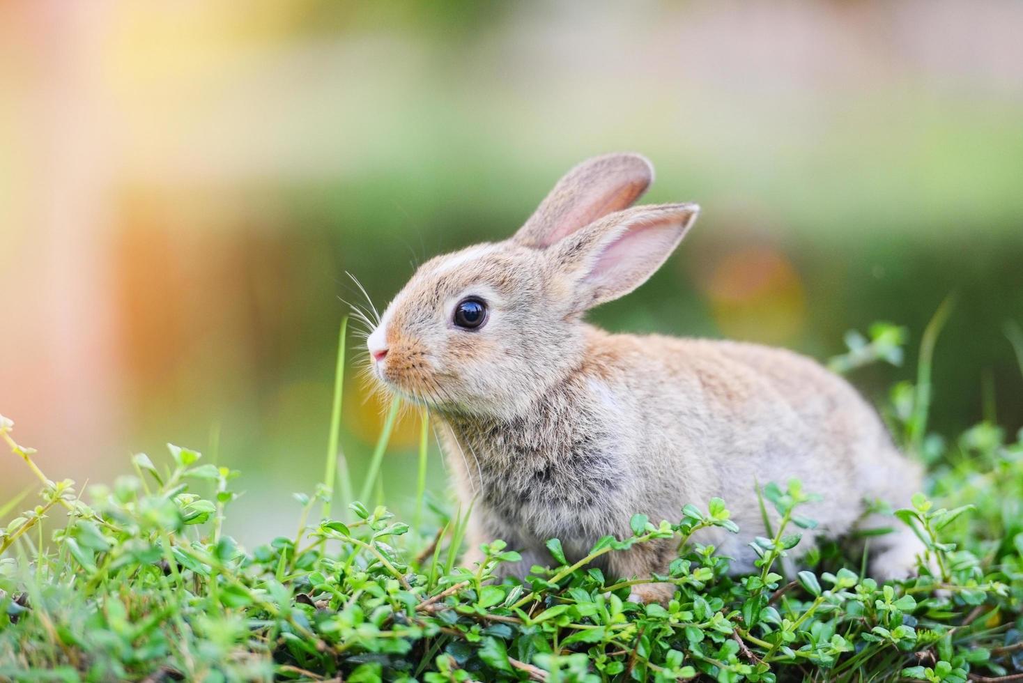 The bunny brown rabbit on green grass - rabbit easter concept photo