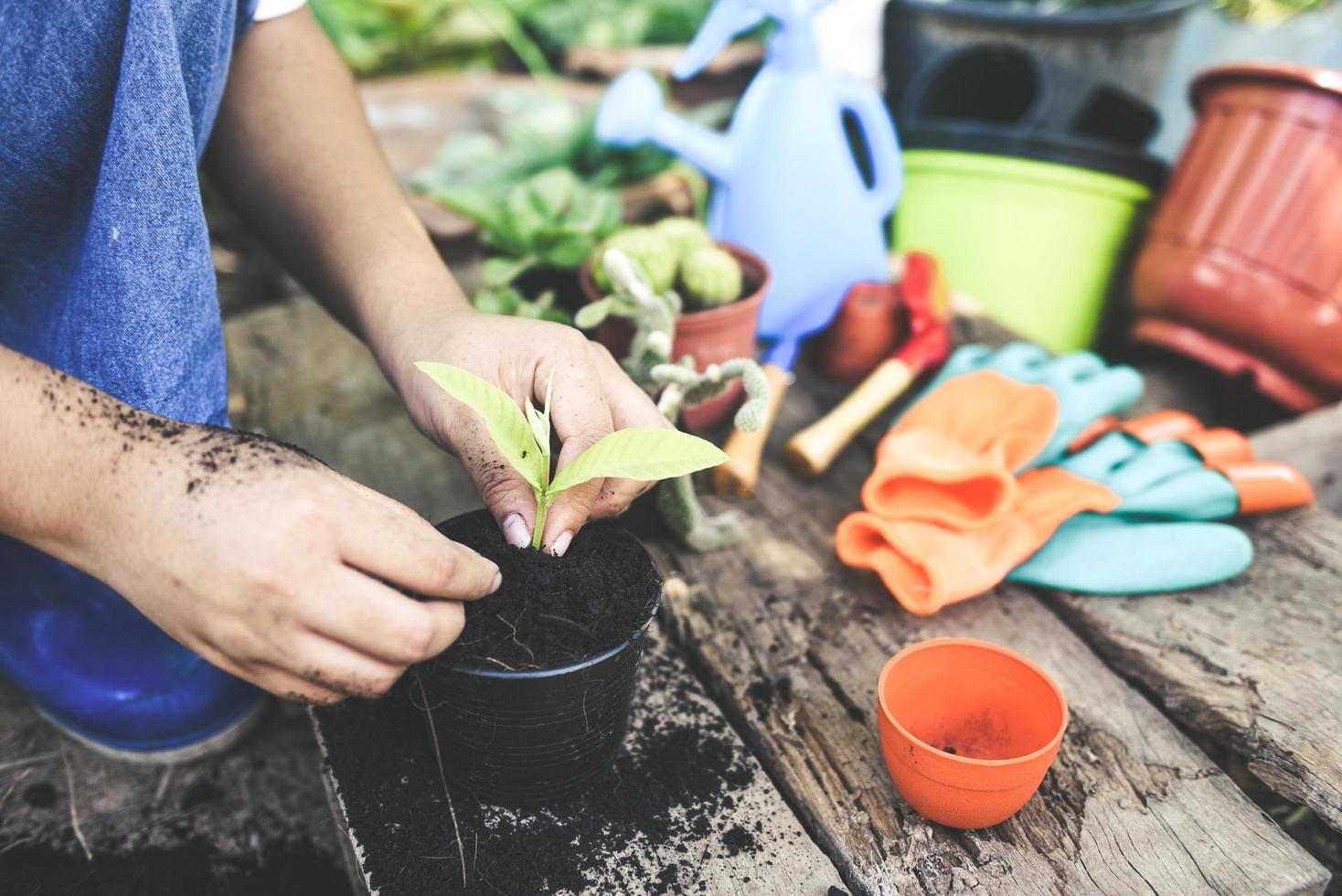 Gardening planting a tree seedlings young plant are growing in pot soil with hand woman help the environment - Save environment green world ecology concept photo