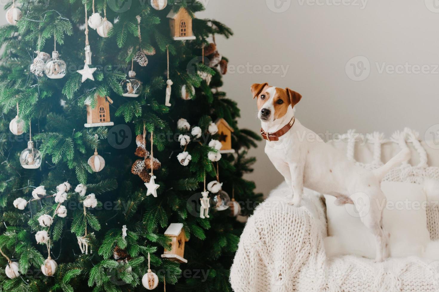 Winter holiday and domestic atmosphere concept. Jack russell terrier dog poses near decorated Christams tree on armchair with white plaid. photo