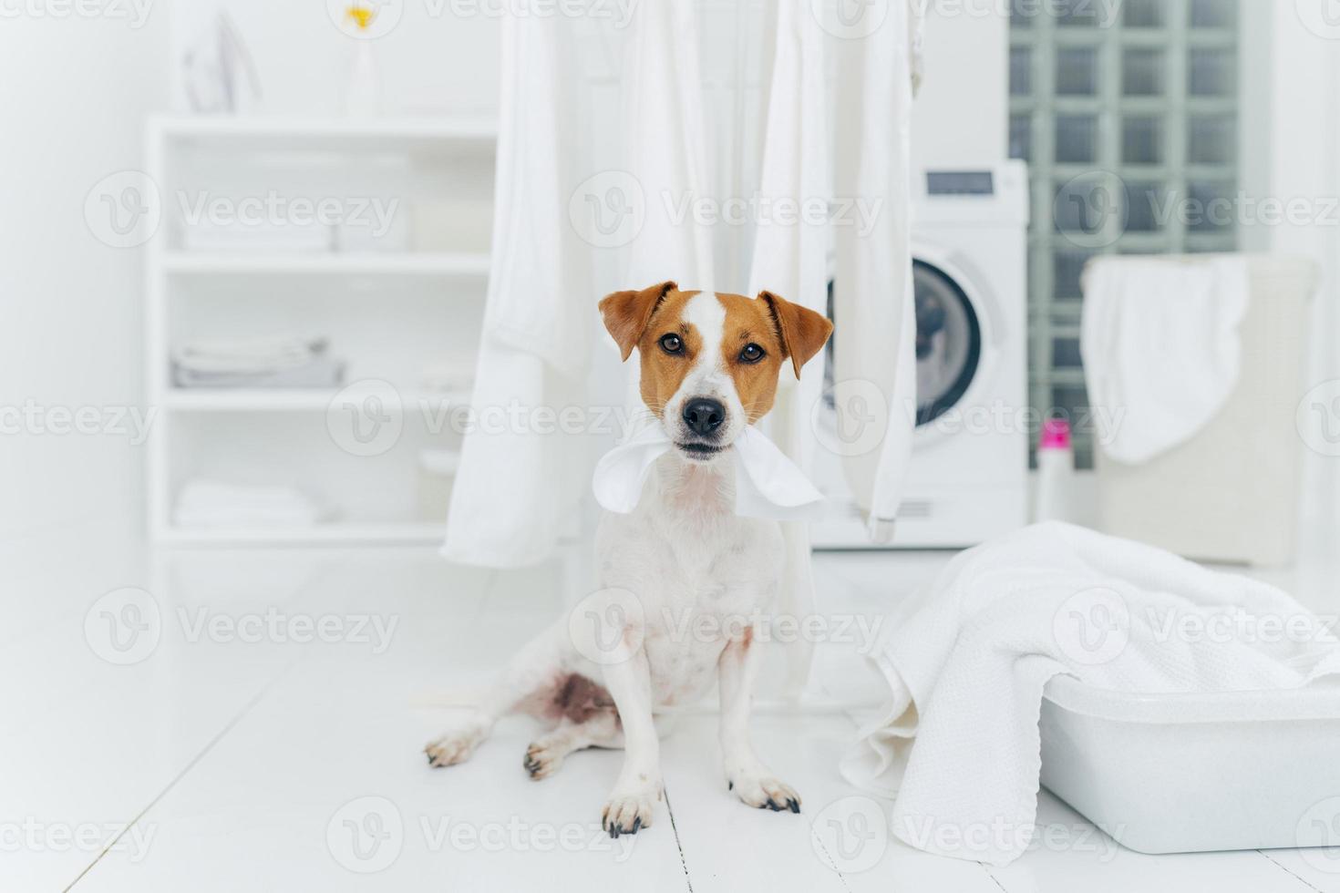 perro blanco y marrón muerde ropa lavada colgada en la secadora de ropa, se sienta en el piso en el cuarto de lavado cerca del lavabo lleno de toallas. hogar y lavado. foto