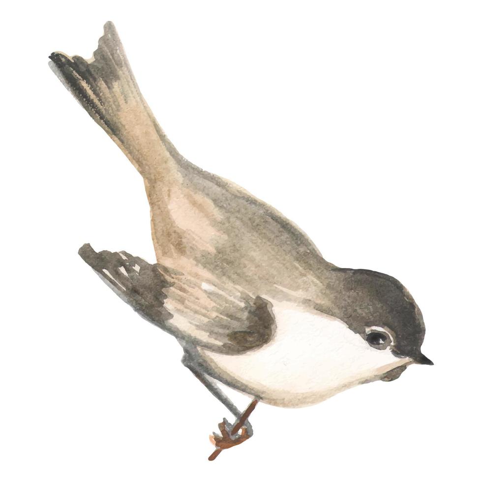 ilustración acuarela con un lindo pájaro en una rama. vector