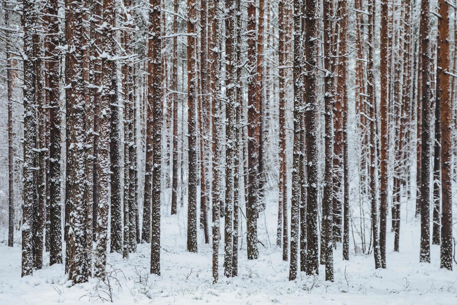 Beautiful winter forest. Trunks of trees covered with snow. Winter landscape. White snows covers ground and trees. Majestic atmosphere. Snow nature. Outdoor shot photo