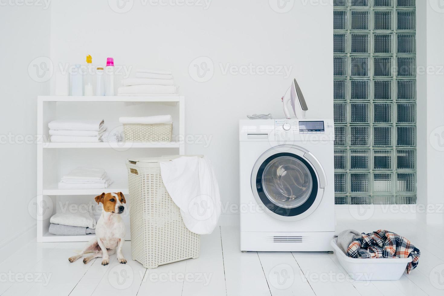 jack russell terrier en baño con trituradora, cesto con ropa, estante con ropa doblada y botellas con detergente, paredes blancas. foto